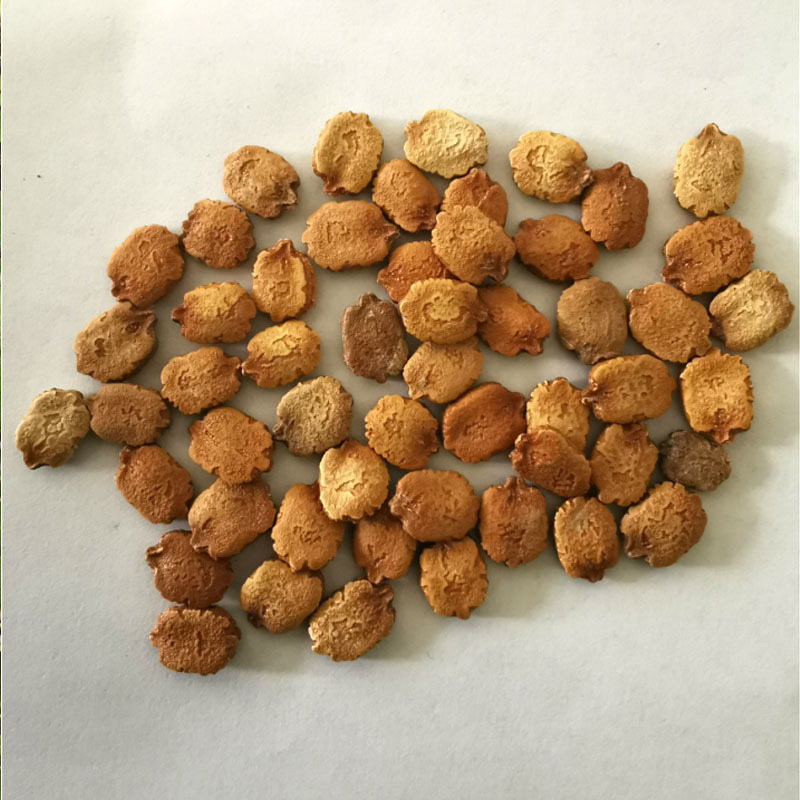 苹果苦瓜种子白苦瓜可以生吃脆甜早熟高产春秋季基地