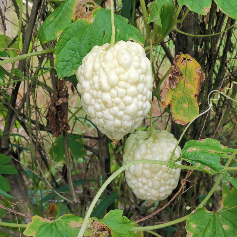 苹果苦瓜种子白苦瓜可以生吃脆甜早熟高产春秋季基地