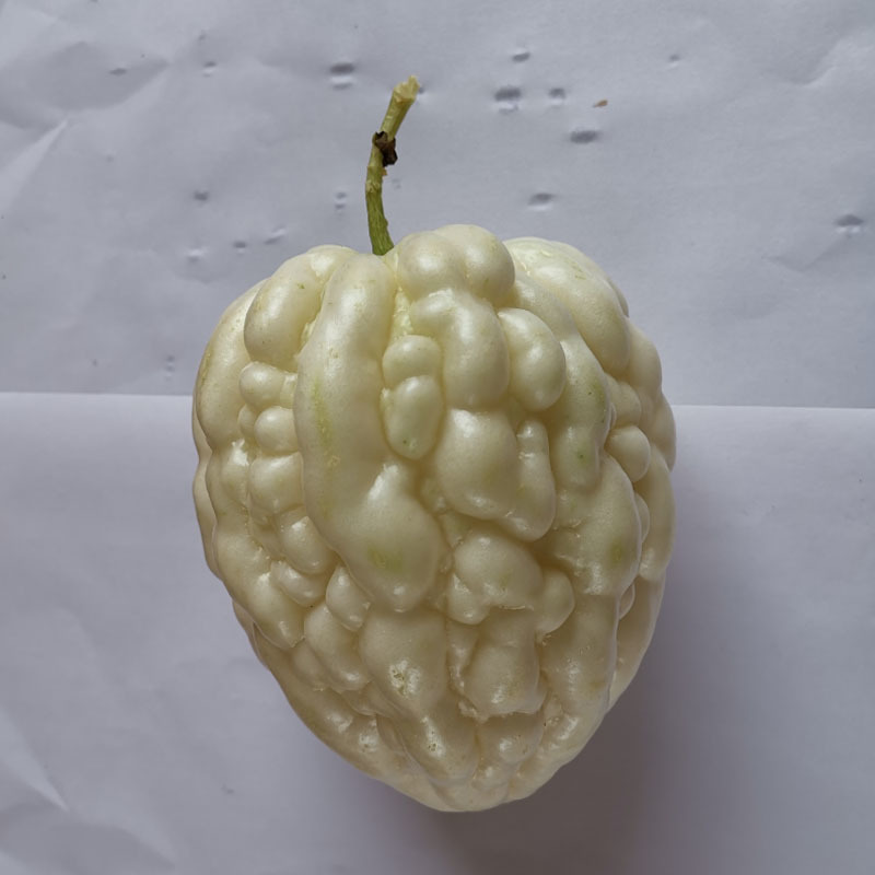 苹果苦瓜种子白苦瓜可以生吃脆甜早熟高产春秋季基地