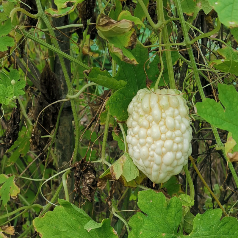 苹果苦瓜种子白苦瓜可以生吃脆甜早熟高产春秋季基地
