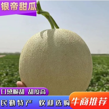 哈密瓜甘肃白兰瓜民勤银帝甜瓜黄河白皮瓜产区直供诚信代办