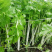 雪白实芹种子浓香型耐抽薹抗病白芹菜种籽孑秋冬季高产
