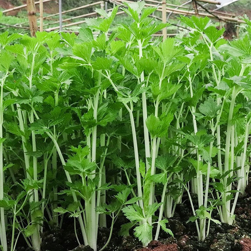 雪白实芹种子浓香型耐抽薹抗病白芹菜种籽孑秋冬季高产