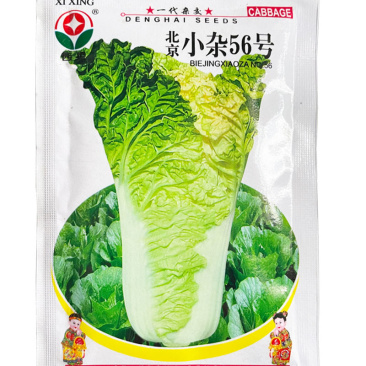 大白菜种子小杂56登海早熟抗病强黄芯生长速度快