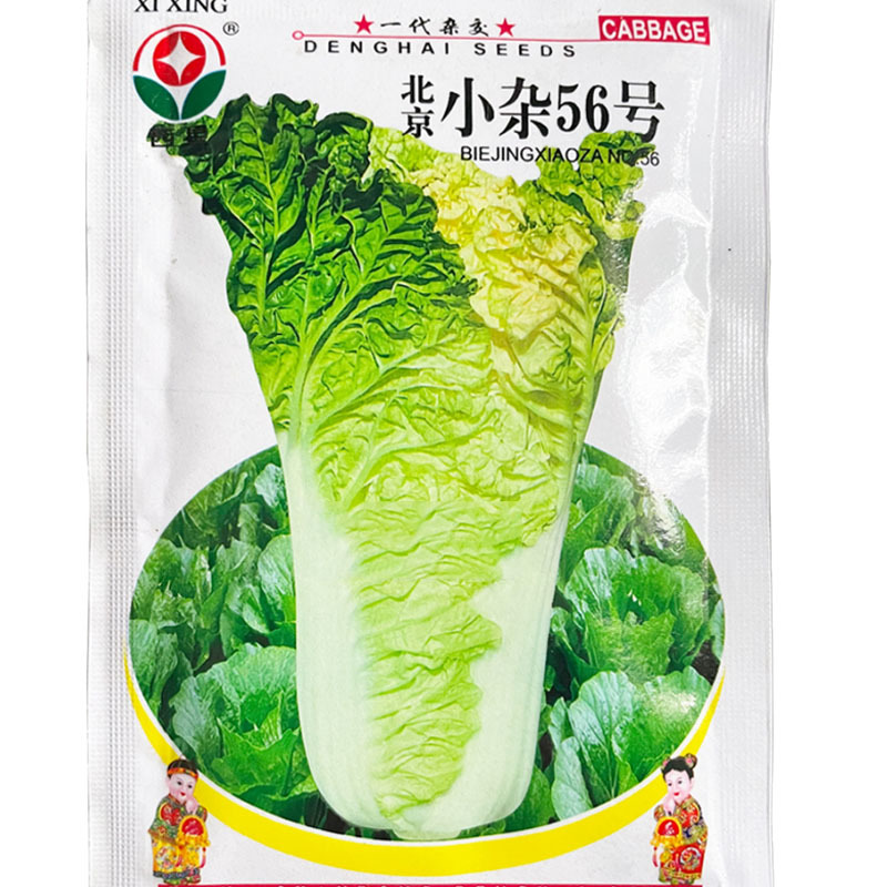 大白菜种子小杂56登海早熟抗病强黄芯生长速度快
