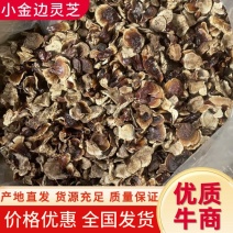 新货小金边灵芝，全国发货，量大价优，品质保证，欢迎来电