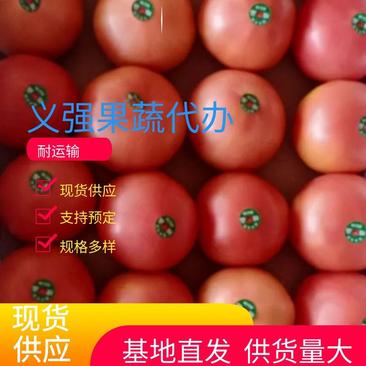 聊城西红柿产地直发视频看货山东西红柿