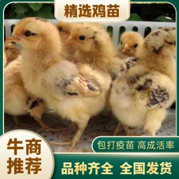 小鸡活苗，鸡苗，土鸡苗，厂家直销苗，包打疫苗，品种纯正包技术