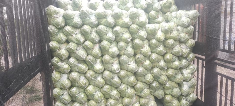 【优选】精品甘蓝河北甘蓝包菜产地直发直供批发价