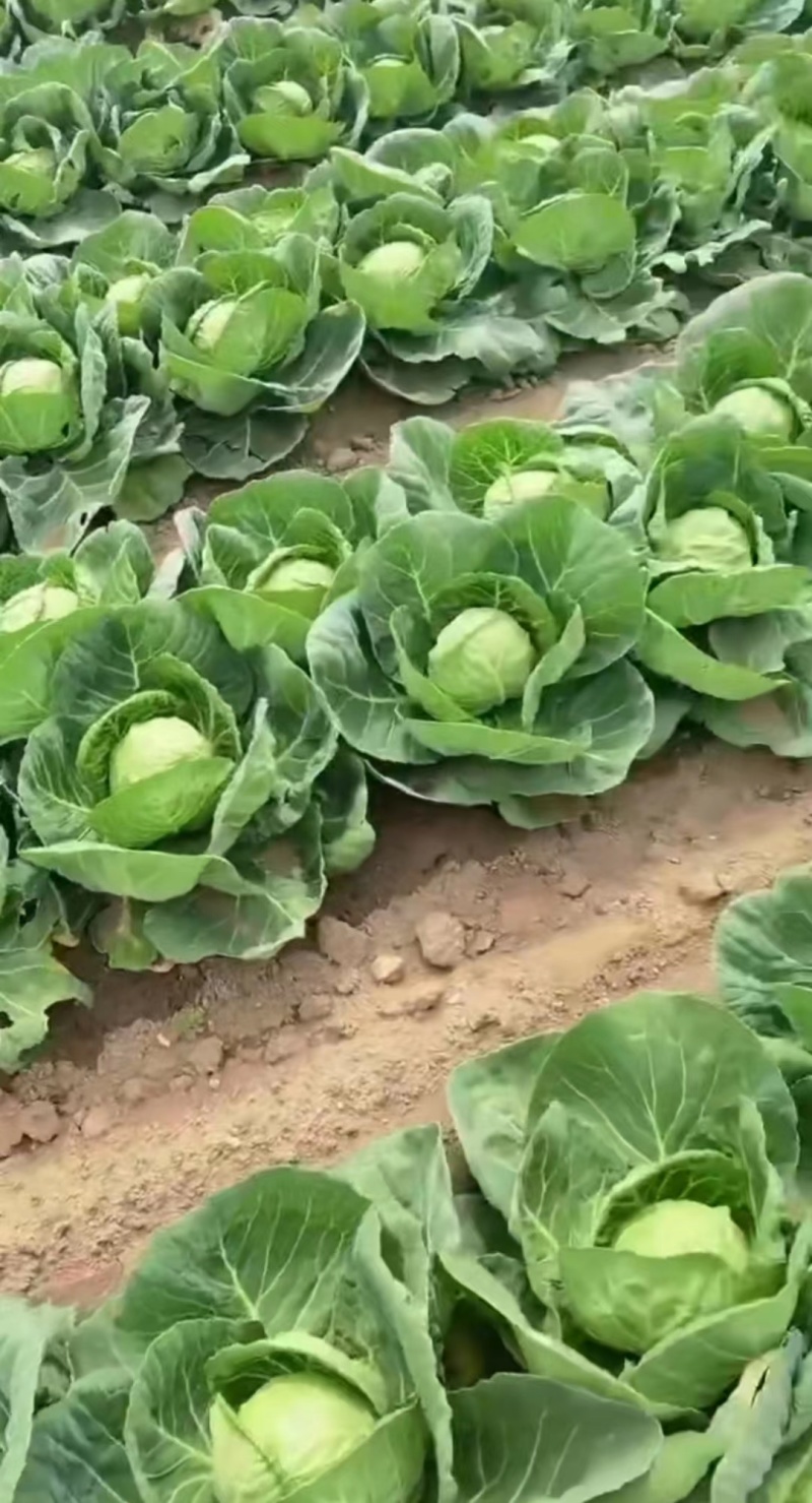 【优选】精品甘蓝河北甘蓝包菜产地直发直供批发价
