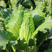 日本绍菜种子贵族水果白菜种子龙牙白菜种子高产改良