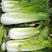 日本绍菜种子贵族水果白菜种子龙牙白菜种子高产改良