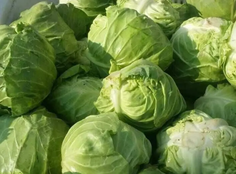 【优选】精品甘蓝河北甘蓝包菜产地直发直供批发价