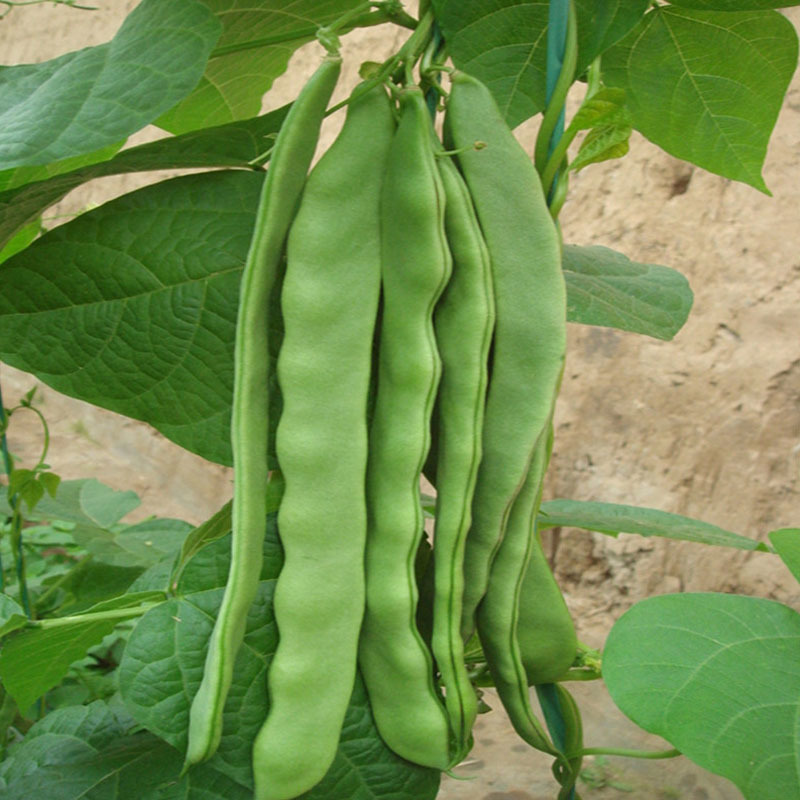 无蔓地豆早熟宽芸豆种子浅绿色肉质多纤维少