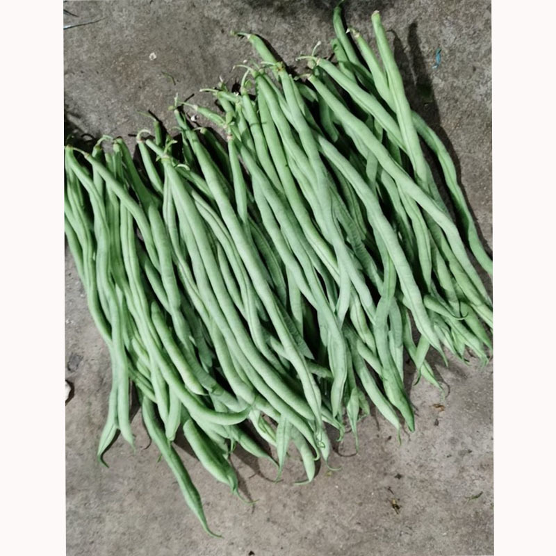 特长九粒青芸豆种子结果多早熟抗病强