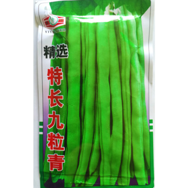 特长九粒青芸豆种子结果多早熟抗病强