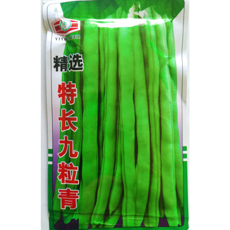 特长九粒青芸豆种子结果多早熟抗病强