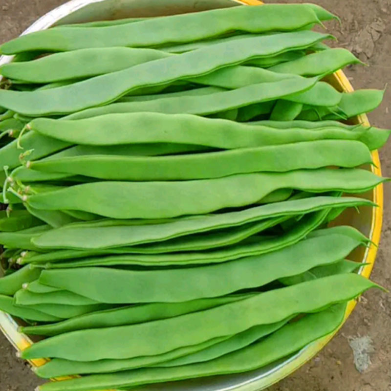 宽扁四季豆窄条三扁芸豆种子宽芸豆油豆角架豆种早熟春秋季