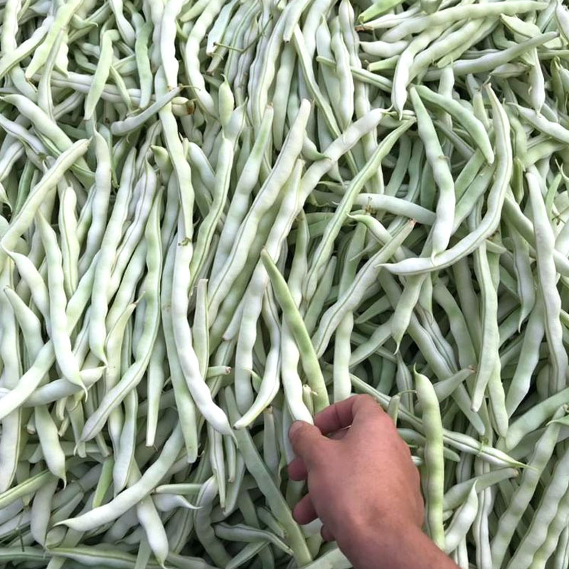 改良九粒白芸豆种籽春秋季早熟抗病强