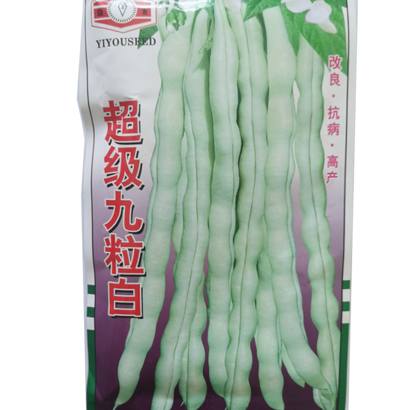 改良九粒白芸豆种籽春秋季早熟抗病强
