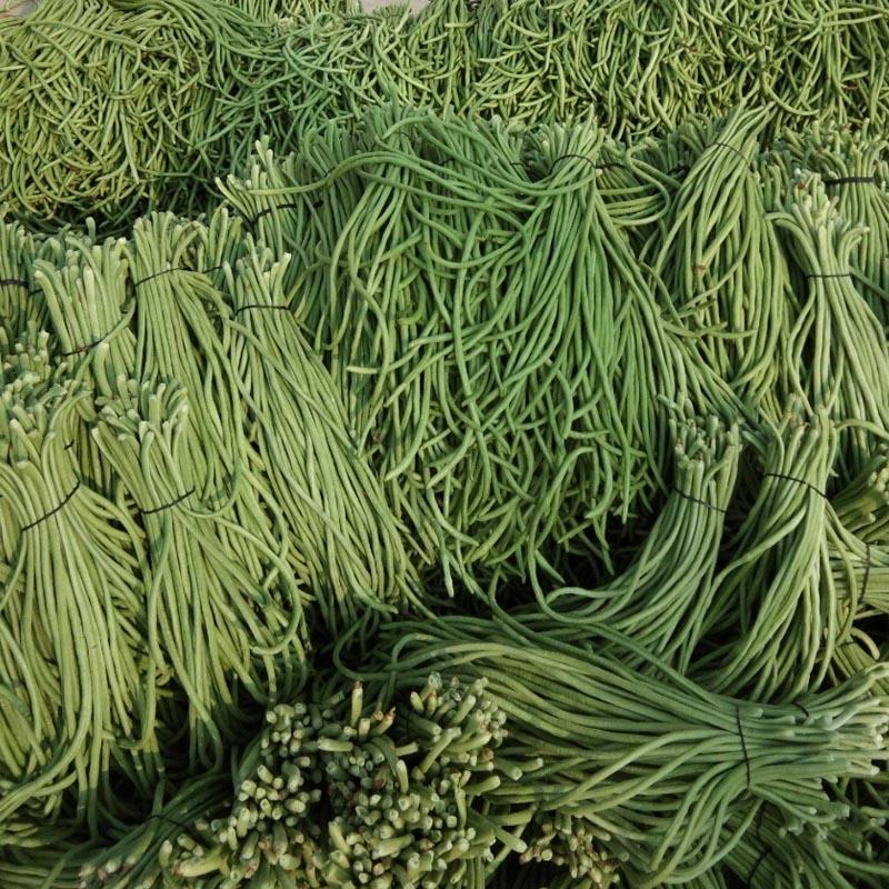 淡绿条豇豆种子特长抗病高产耐热蔬菜籽春秋四季播农家豆角摘