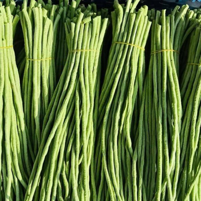 淡绿条豇豆种子特长抗病高产耐热蔬菜籽春秋四季播农家豆角摘
