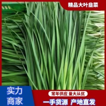 广东韭菜大掉价了，以质量标准发车，价格合理