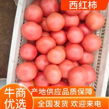山西硬粉西红柿已上市，各位老板到时候联系，硬粉光果，剪把