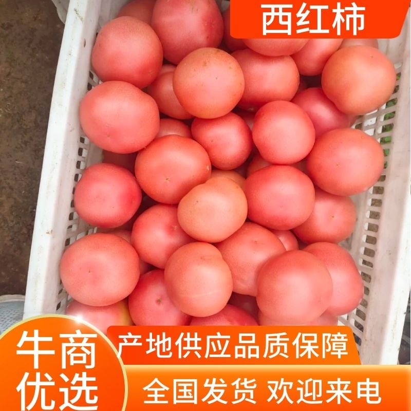 山西硬粉西红柿已上市，各位老板到时候联系，硬粉光果，剪把