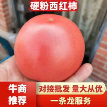 西红柿山西左权硬粉西红柿已上市，需要的老板电联洽谈