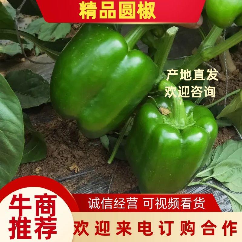 【推荐】圆椒、青椒产地直销物美价廉超市专供欢迎实地考察