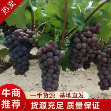 巨峰，葡萄山西产地直供，欢迎各大电商团购基地看货