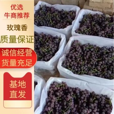 玫瑰香葡萄，山西运城夏县基地直供现摘现发！可来看货
