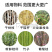 碎枝机枝条树枝粉碎机汽油柴油碎木机园林果树绿化果园