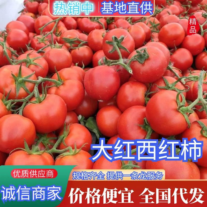 安徽番茄硬果安徽硬粉西红柿规格齐全价格便宜