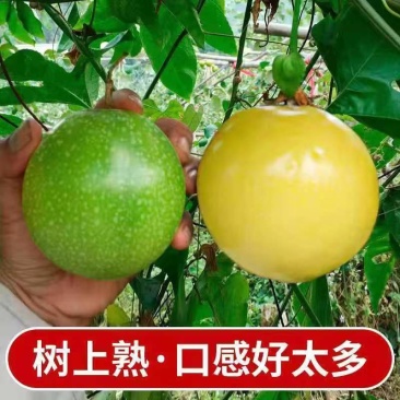 钦蜜9号】黄金百香果批发零售直供代发商超，电商，饮料店