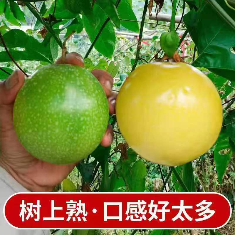 钦蜜9号】黄金百香果批发零售直供代发商超，电商，饮料店