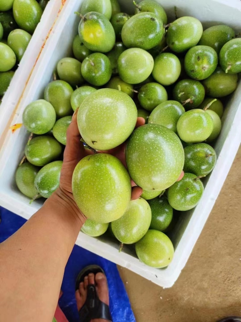 钦蜜9号】黄金百香果批发零售直供代发商超，电商，饮料店