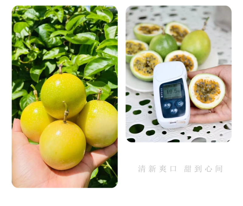 钦蜜9号】黄金百香果批发零售直供代发商超，电商，饮料店