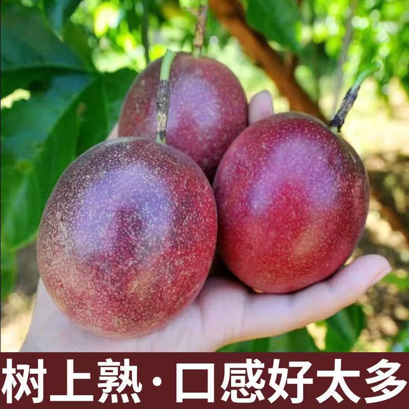 【台农】紫红百香果特大果批发零售直供商超电商奶茶店