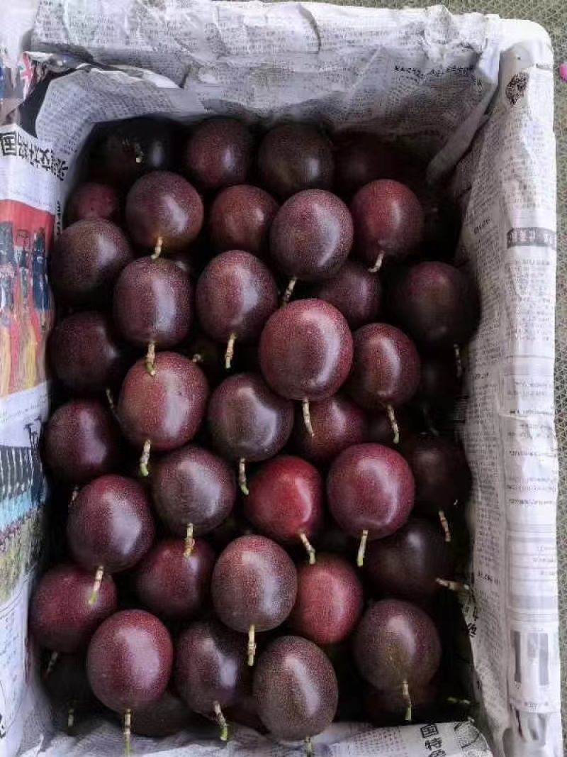 【台农】紫红百香果特大果批发零售直供商超电商奶茶店