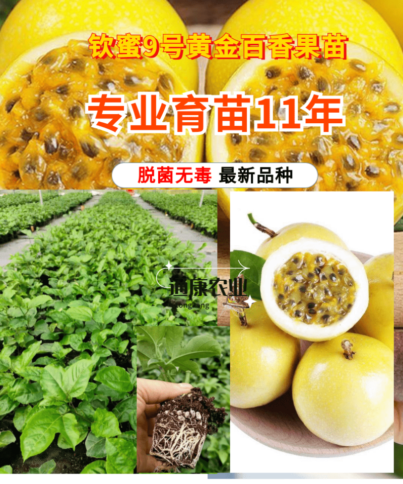 广西黄金百香果新品种嫁接苗扦插苗当年结果