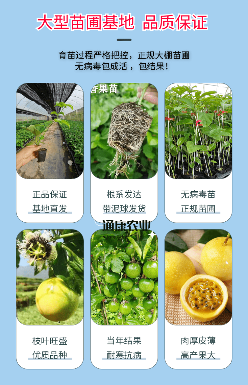 广西黄金百香果新品种嫁接苗扦插苗当年结果