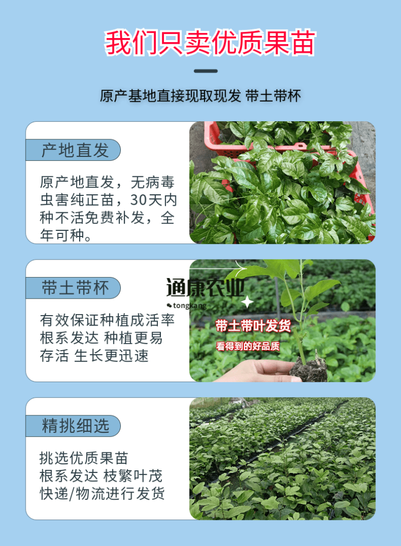广西黄金百香果新品种嫁接苗扦插苗当年结果