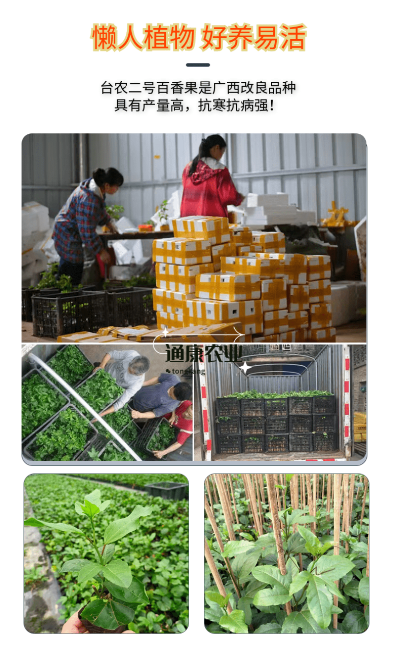 广西黄金百香果新品种嫁接苗扦插苗当年结果