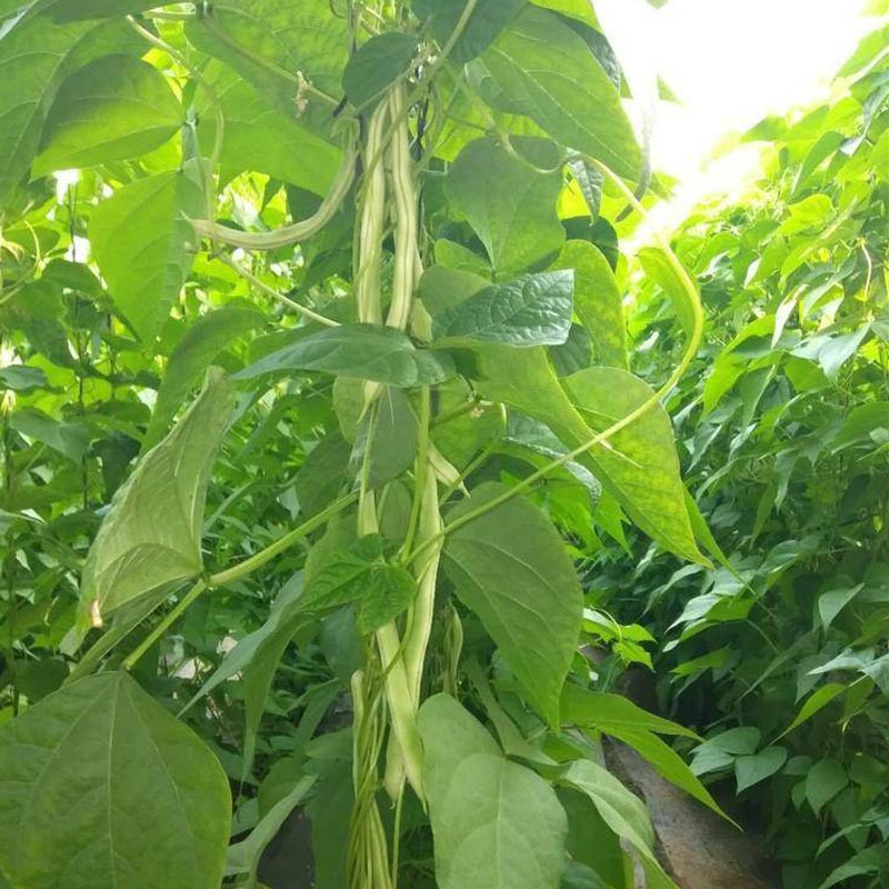 老来少芸豆种子龙泉307芸豆九粒白早熟摘不败四季豆