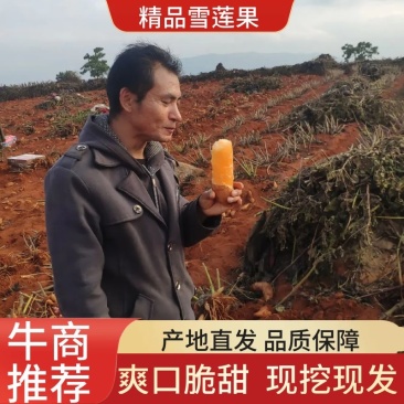 雪莲果代办来整车走货50斤红沙泥雪莲果