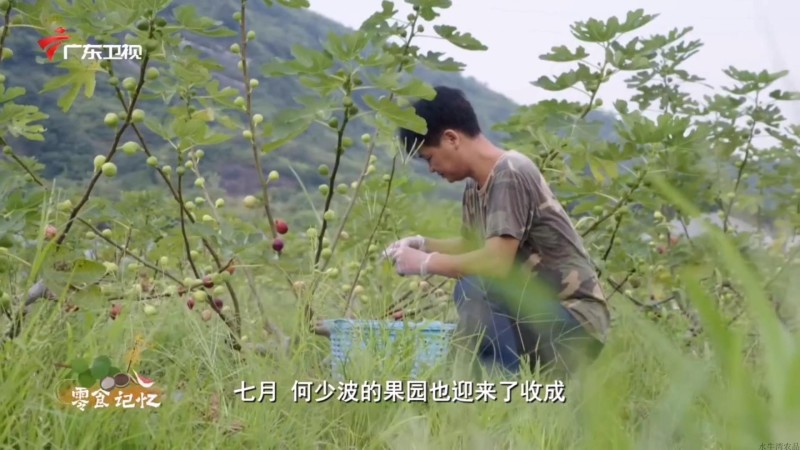有机无花果干1箱80g×6罐《老广的味道》拍摄果园出品