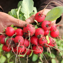 樱桃萝卜种子生长期30天春秋种植杂交品种基地播种