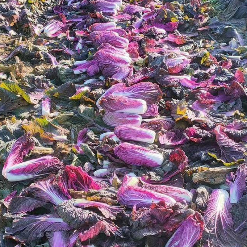 紫白菜种籽紫裔白菜种籽大白菜种孑大白菜种子白菜种籽秋